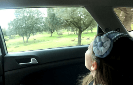 Carolina beobachtet vom Auto aus die Hirsche auf dem Gelände der Zarzuela, wie es das Kapitel des Buches erzählt.